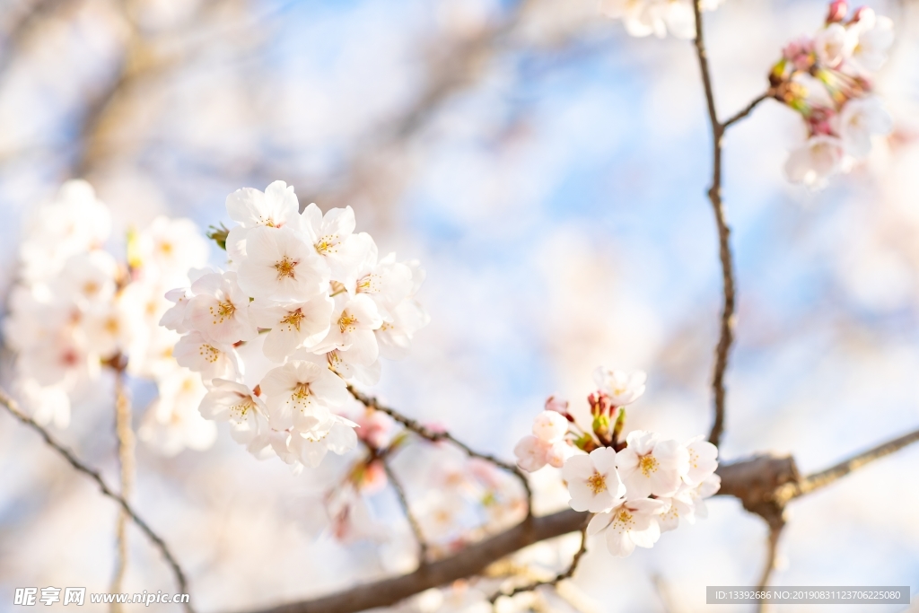 樱花 东京樱花 樱花树 白色