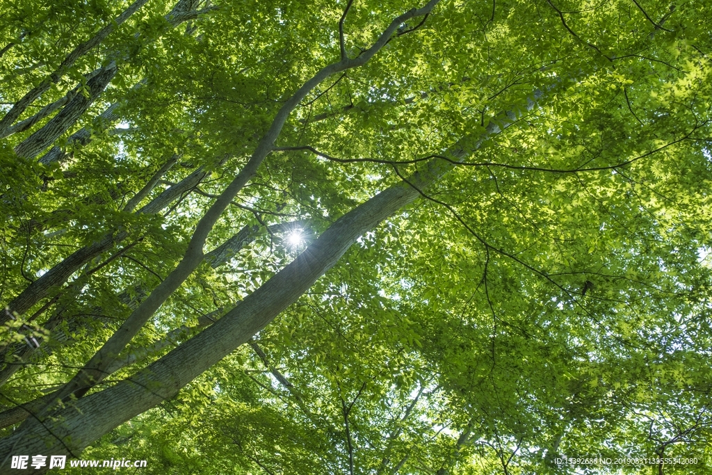 紫花枫 树叶 树林 阳光