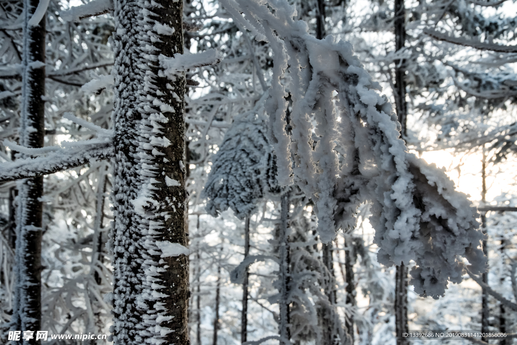冬季 积雪 树枝 白色