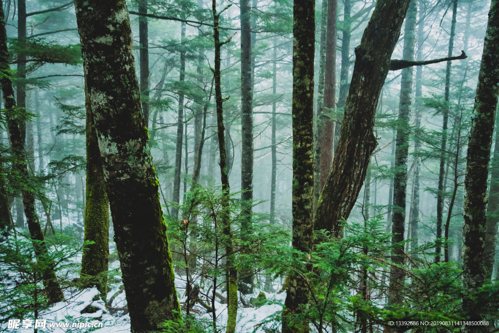 冬季 積雪 樹林