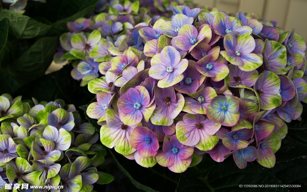 繡球花 混色