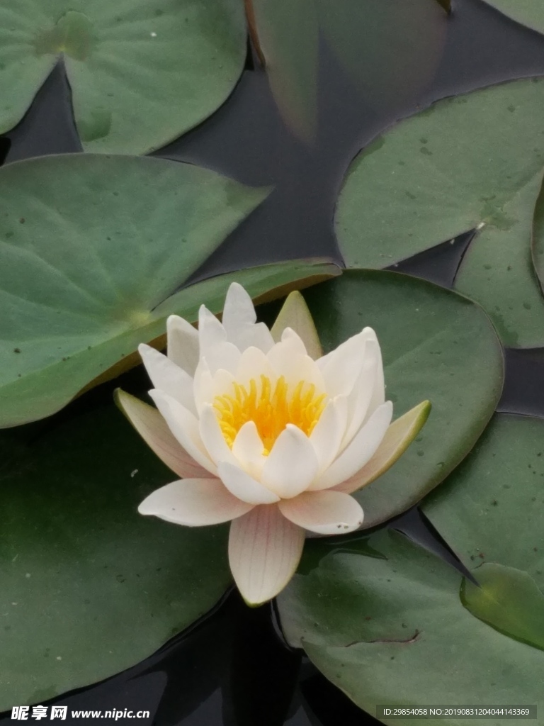 蓮