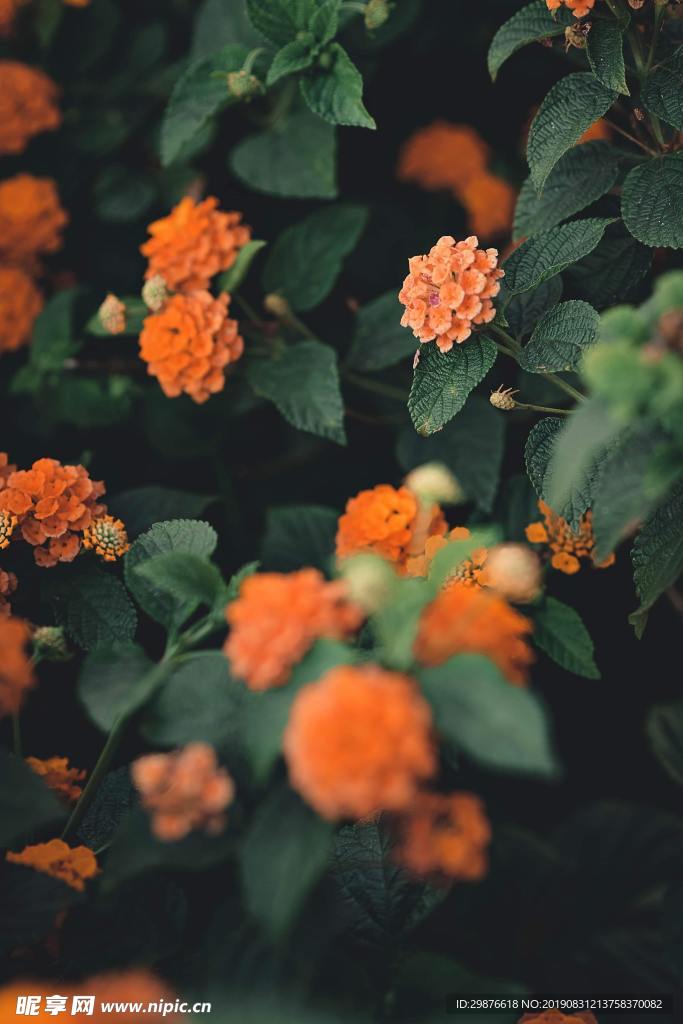 綻放的花朵