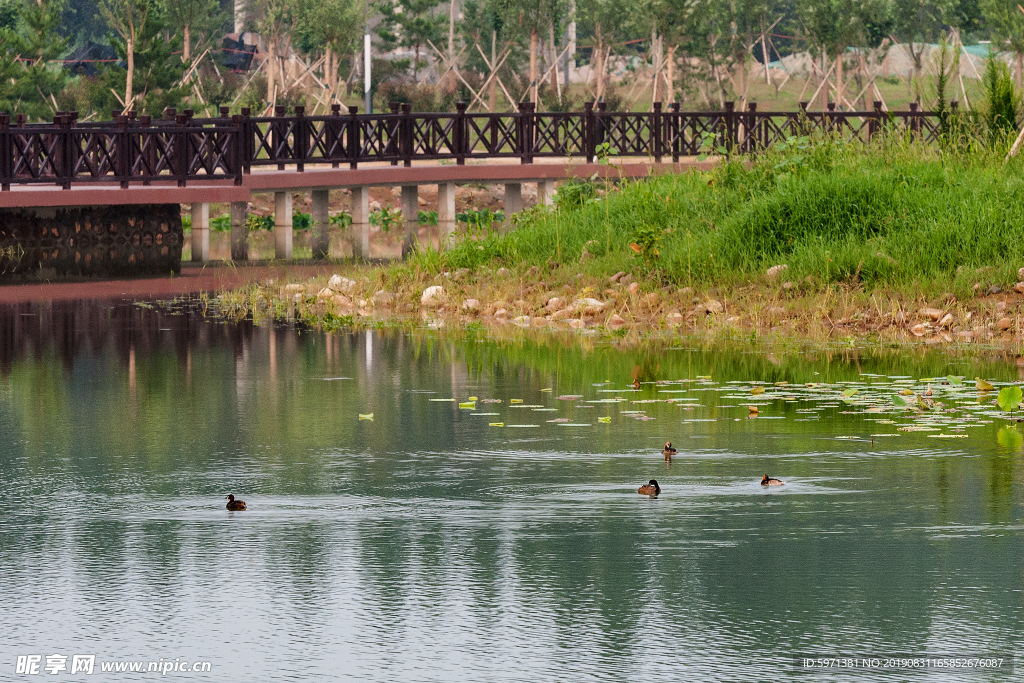 風(fēng)景 公園 湖 湖水 湖畔