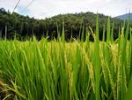 山区的水稻
