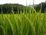 山区的水稻