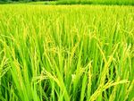 成熟中的稻田