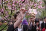 桃花朵朵