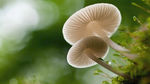 野性生长野生蘑菇摄影自然摄影