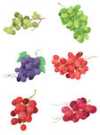 手绘葡萄提子水果图案