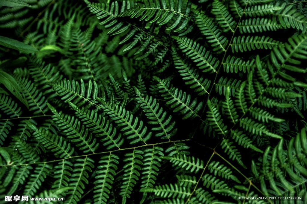 綠色樹葉植物背景