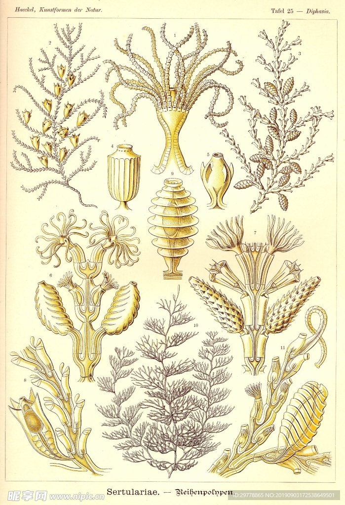 生物