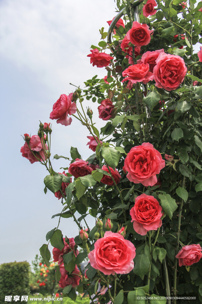 玫瑰花園