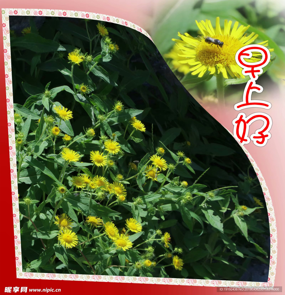 日光菊