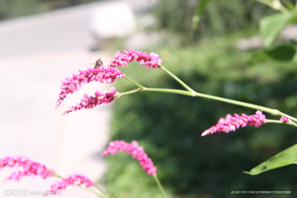 花卉