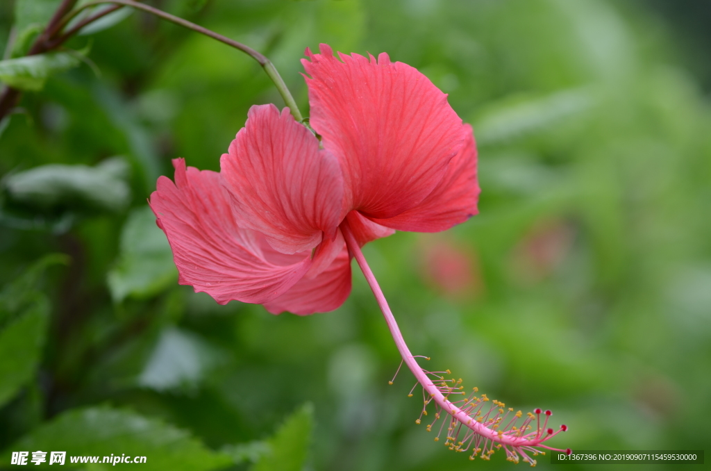 朱槿花