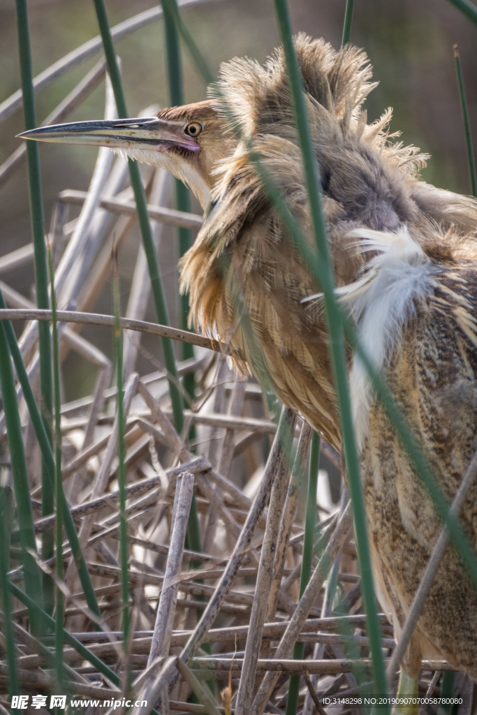 黃葦鳽