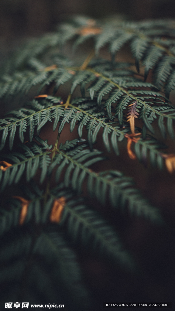 綠色樹葉植物背景