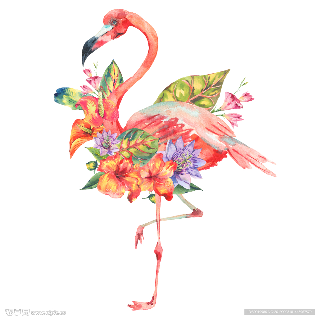 水彩火鳥