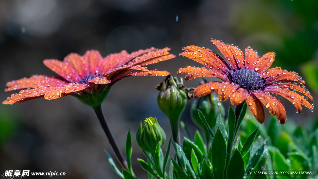 紅色鮮花花朵植物背景