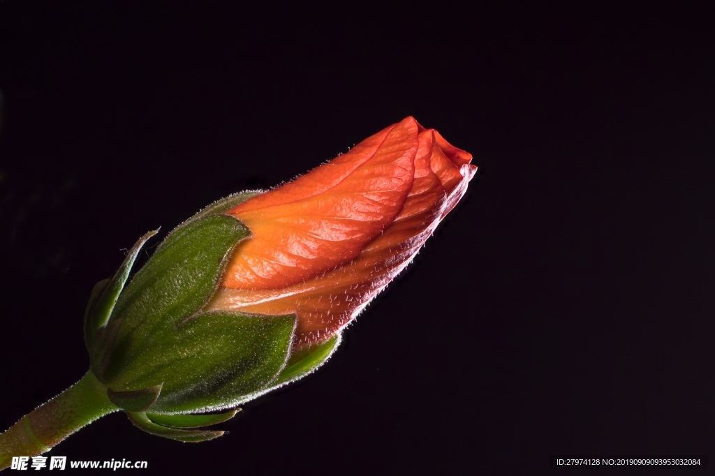 芙蓉