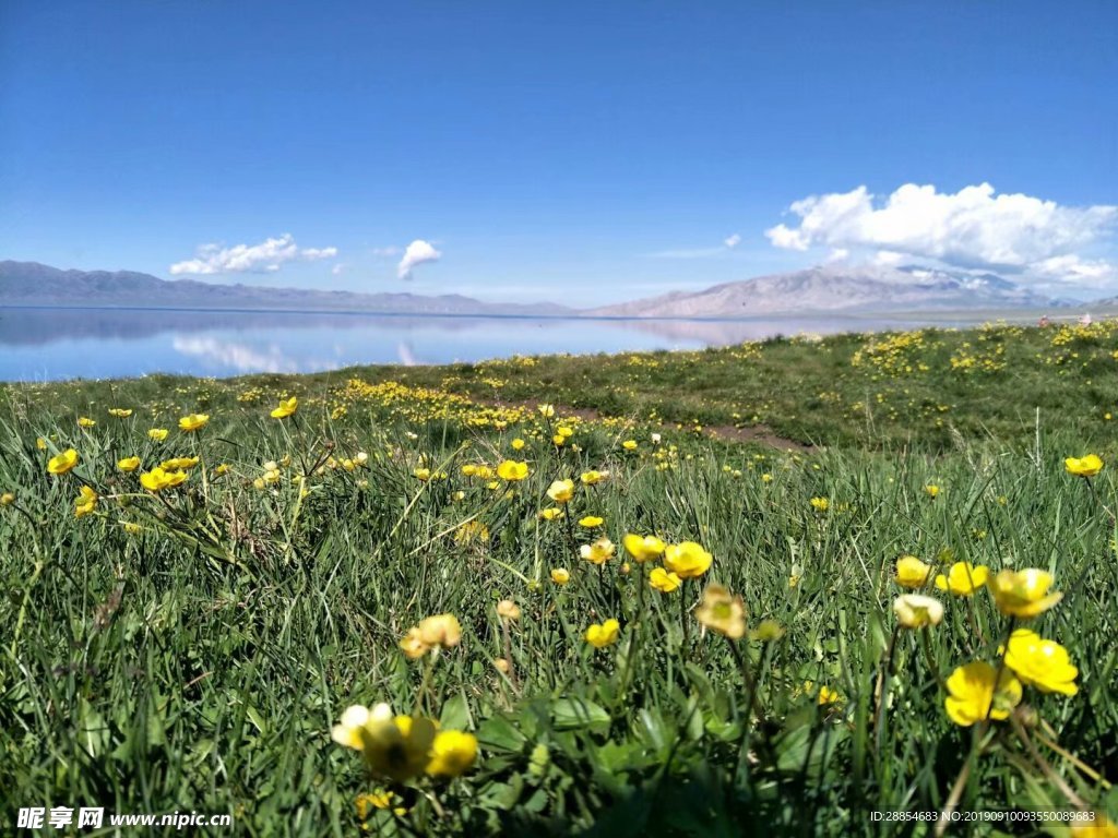 小黃花