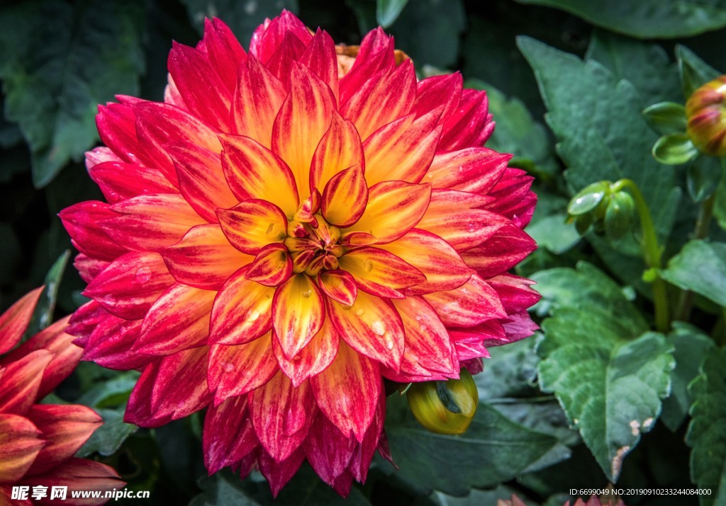 鮮花