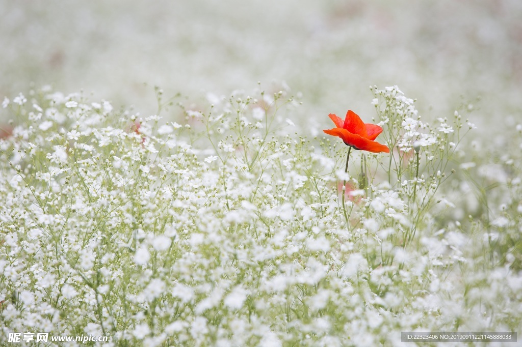 小花