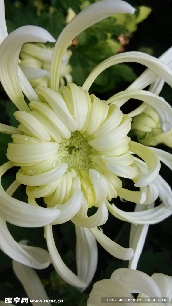 菊花