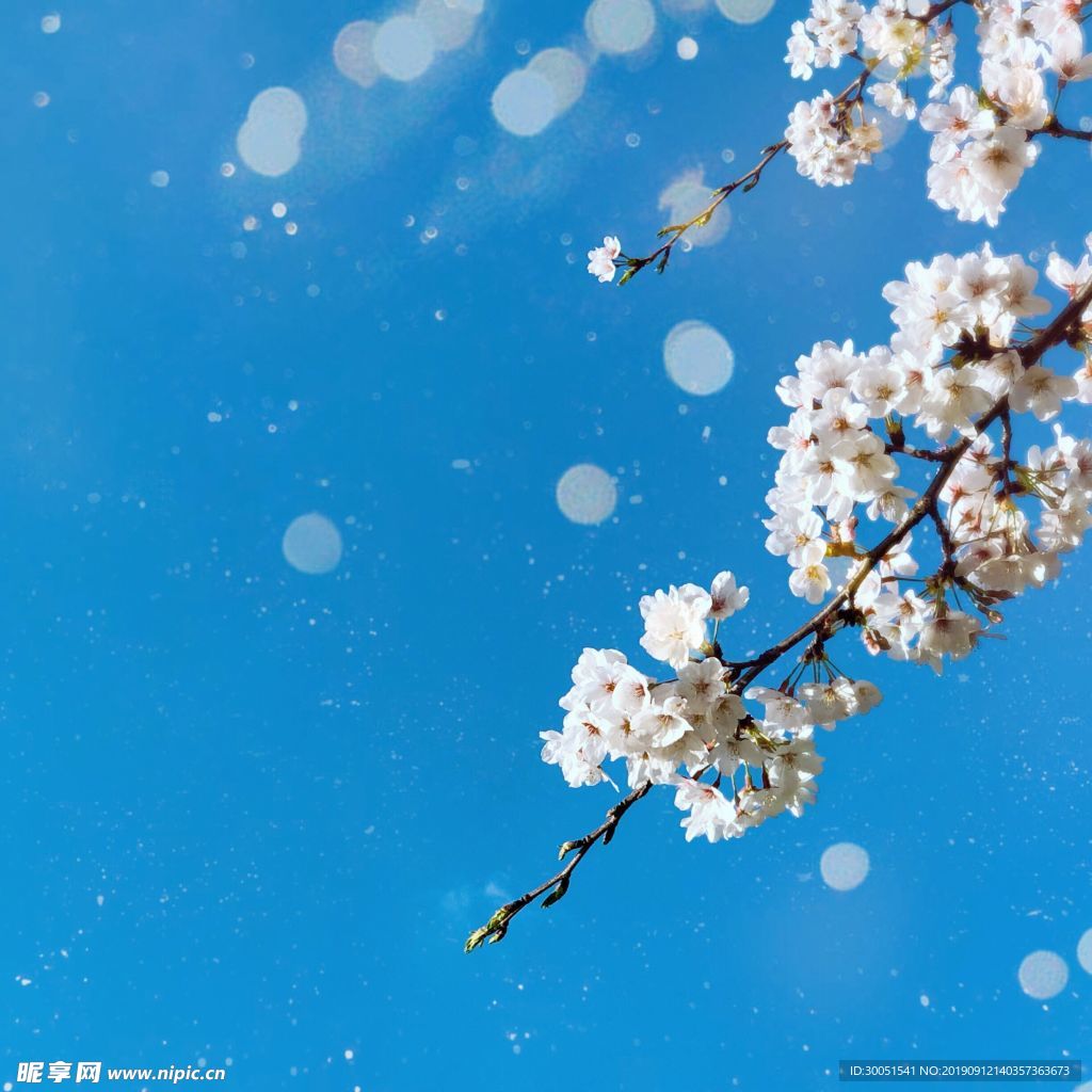 櫻花