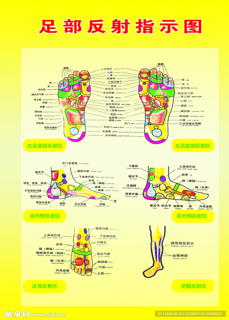 足部反射指示图