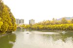 校園秋景