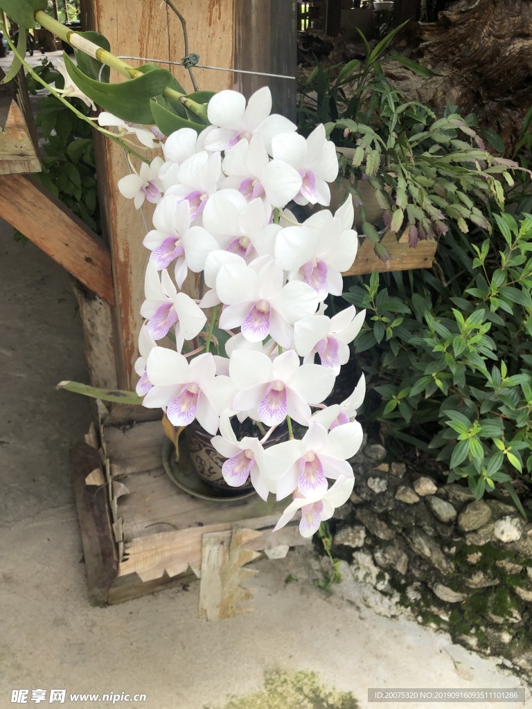 花