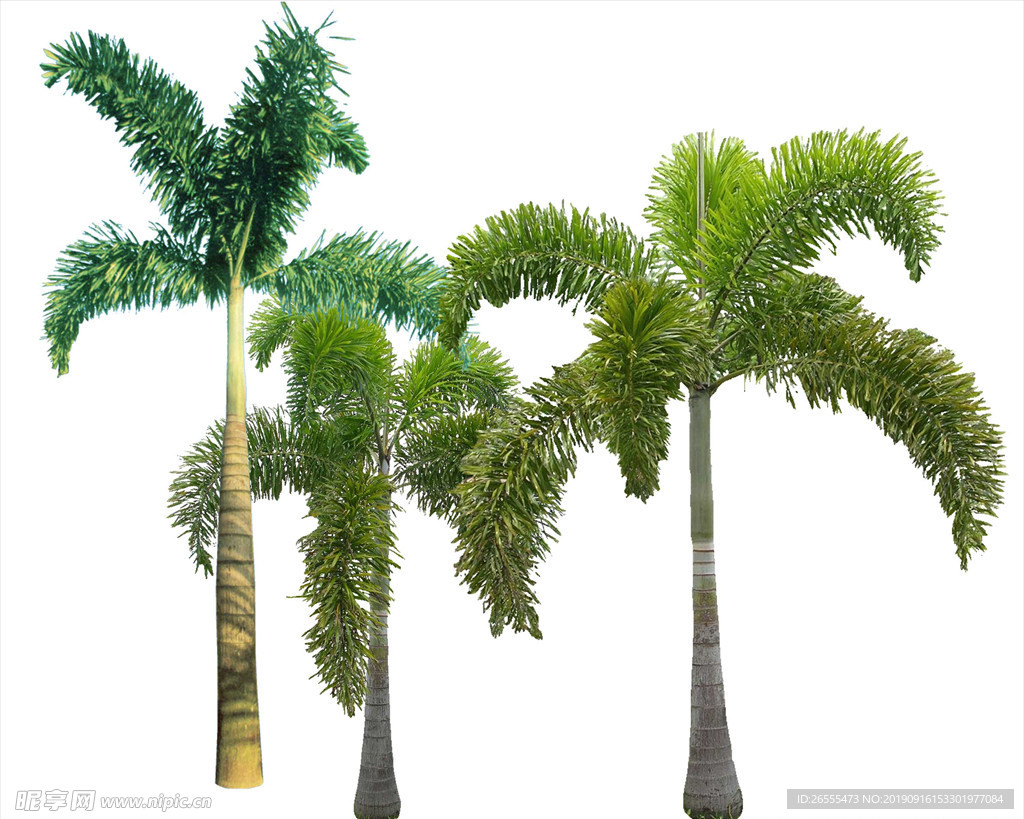 狐尾棕 植物素材