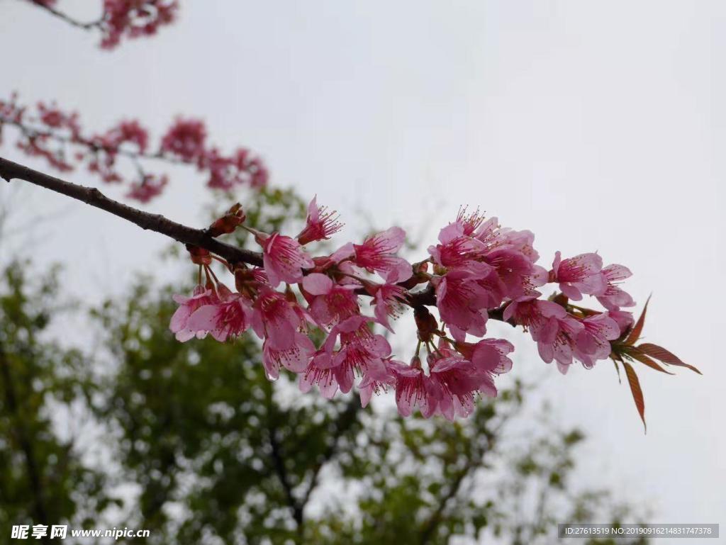 春天的桃花圖片
