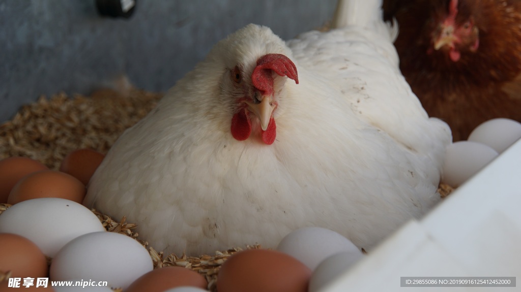 白母鸡孵蛋