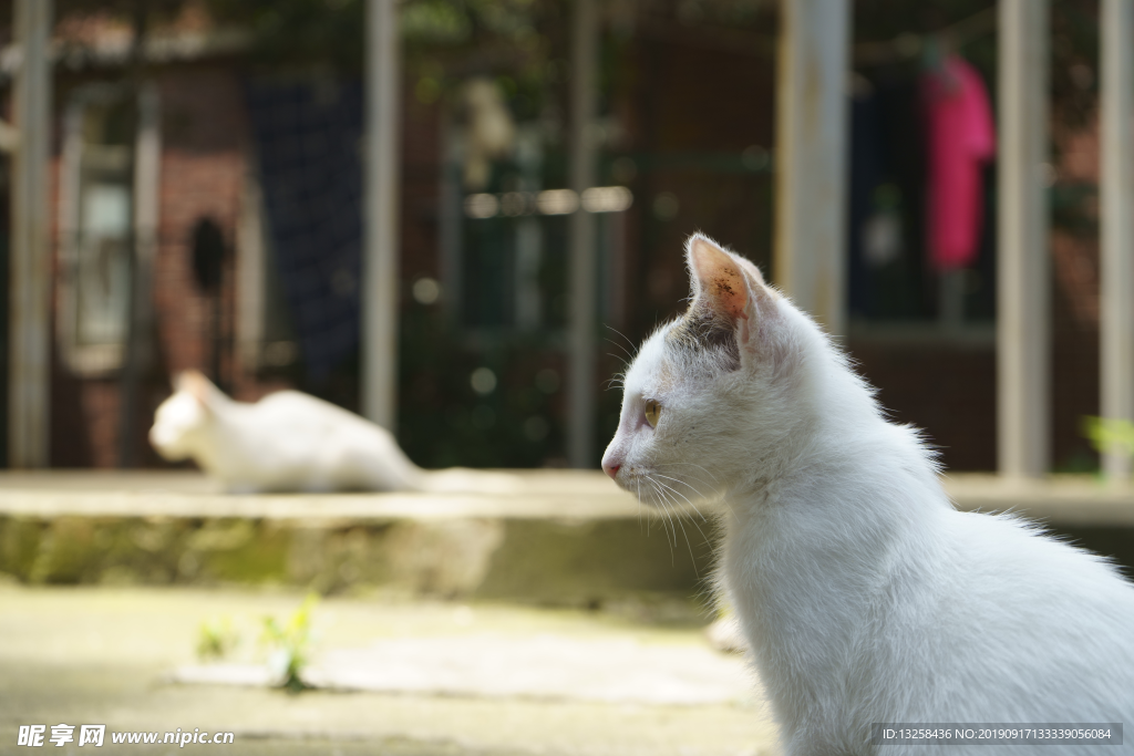 白色猫咪小猫