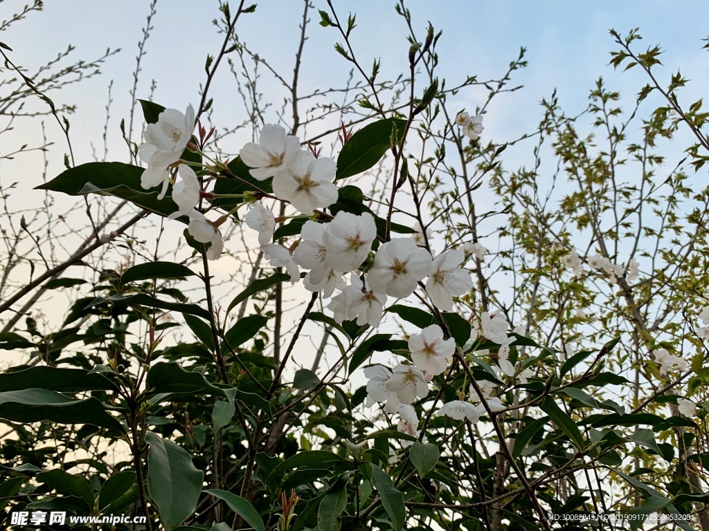 花