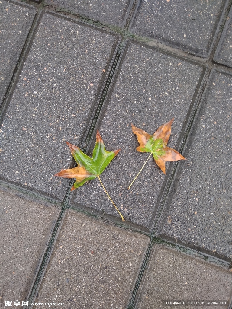 秋雨中的两片落叶
