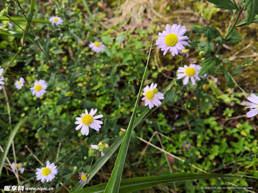 小菊花