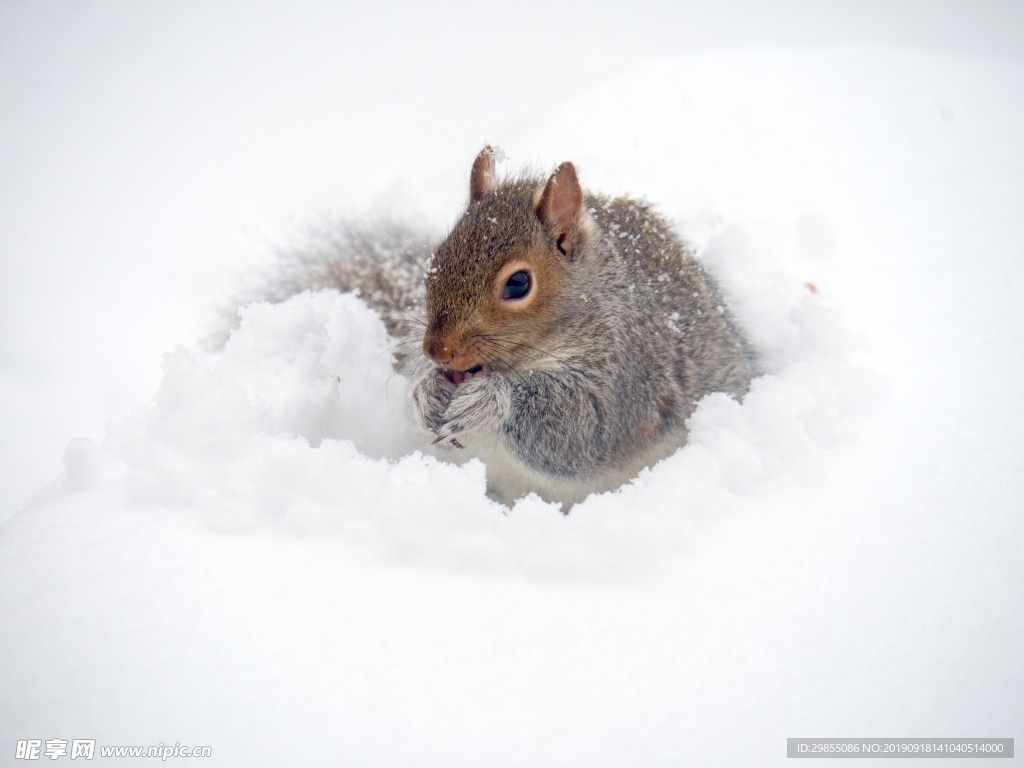 雪地里的松鼠