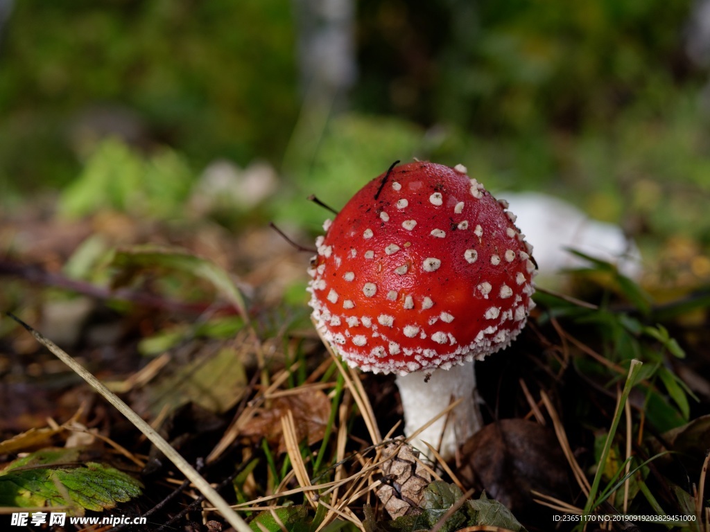 森林红色毒蘑菇包