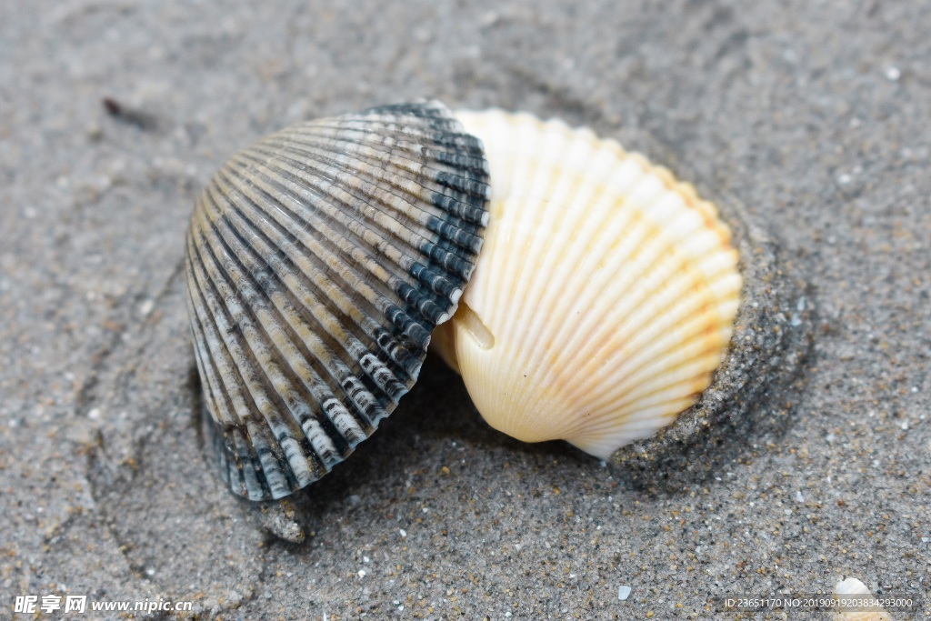 海灘漂亮貝殼
