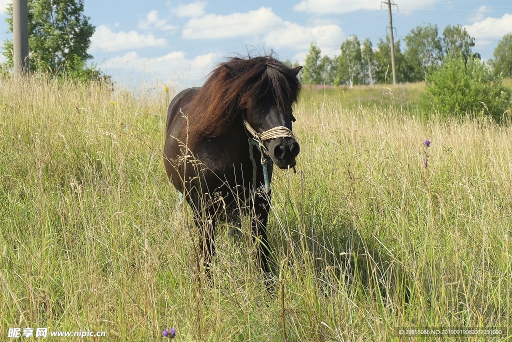 草丛里棕色马匹