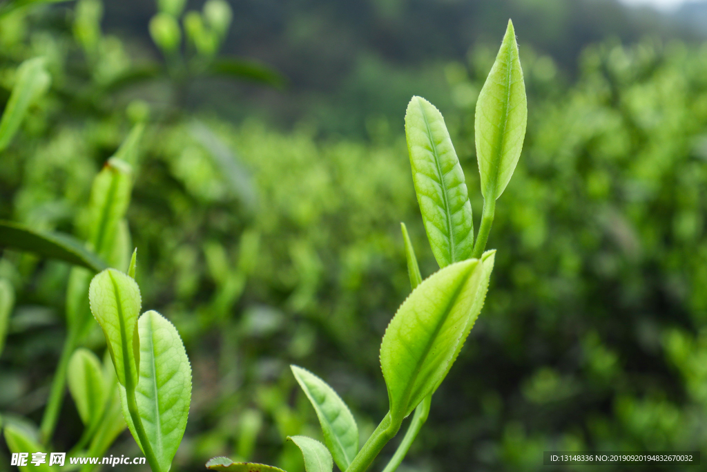 茶葉