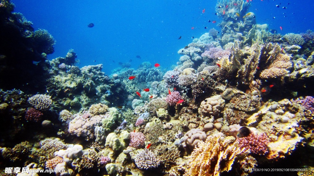 海底珊瑚魚類