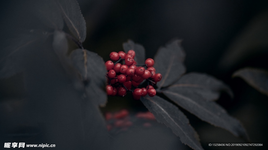 紅色果實