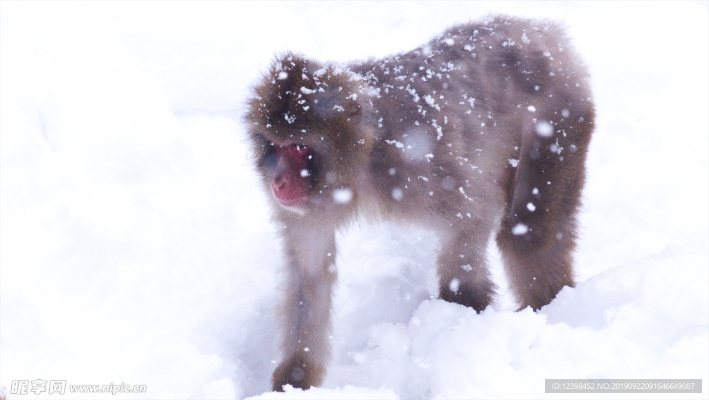 雪猴