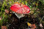 地面红色鹅膏菌菇