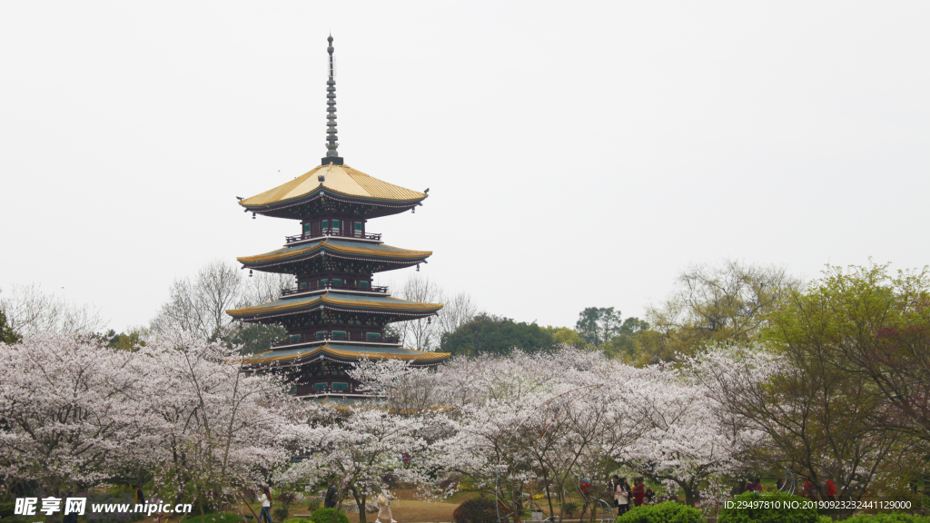 磨山櫻園